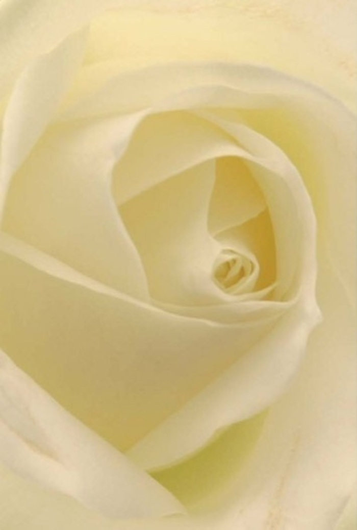 Drawing near to the heart of this white rose, you find yourself entranced by its careful layers and tranquil shading-a vision reminiscent of the peaceful streets meandering through Hampton Hill Village. The petals, creamy with a whisper of champagne, bend and spiral in a flawless dance, illuminated so gently it feels as if the light itself is drawn from the flower's core. There's a serenity to be found here: a sense of sophistication in the subtle blending of white and cream, a touch of refinement that elevates any occasion-be it a romantic celebration by the railway station, a sincere gesture of apology, or an elegant centrepiece for a sunlit wedding on Hampton Hill's green. The spiral centre hints at purity and endurance, mirrored in the warm embrace of the local community. Gentle gradations of shadow and tone give this rose a stately depth, while its spotless surface invites a touch. To the nose, a delicate, almost imperceptible aroma brings peace and comfort-the floral equivalent of a heartfelt embrace. Behind this perfect composition is the deft touch of a florist who understands both flower and sentiment, ensuring each arrangement feels just right for any cherished Hampton Hill occasion.